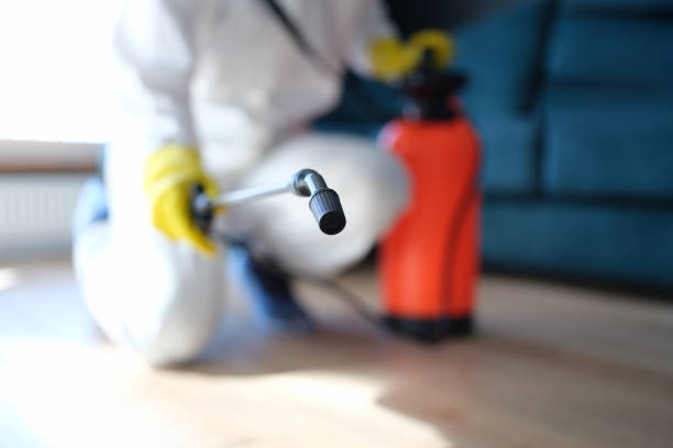 Reliable Deerfield Beach, FL Mold Removal Solutions