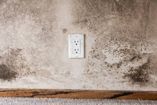 Best Mold Removal for HVAC Installations  in Deerfield Beach, FL