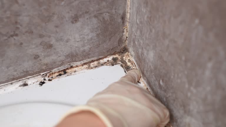 Best Mold Prevention Services  in Deerfield Beach, FL