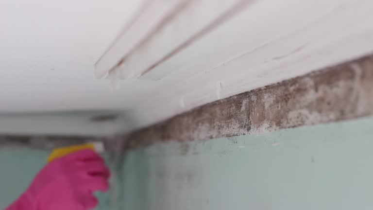 Best Flood Damage  in Deerfield Beach, FL